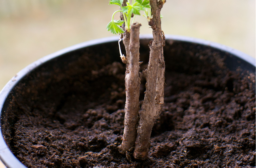 close-up image of the base of a potted gooseberry plant growing in damp soil