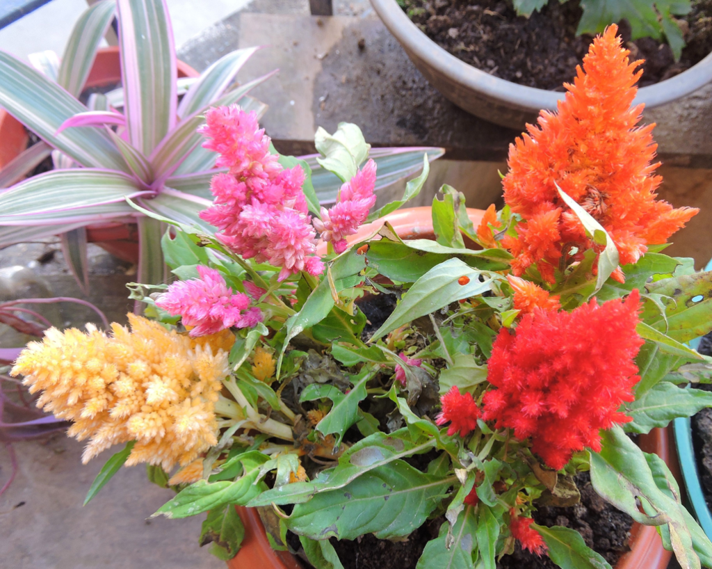 pink, orange, yellow and red flowering astilbe growing in a container next to other potted plants