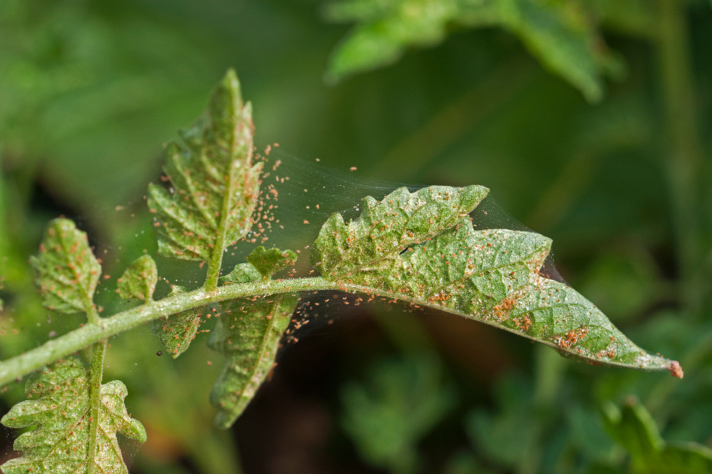 tiny orange spider mites crawling on the leaves of a plant growing outside