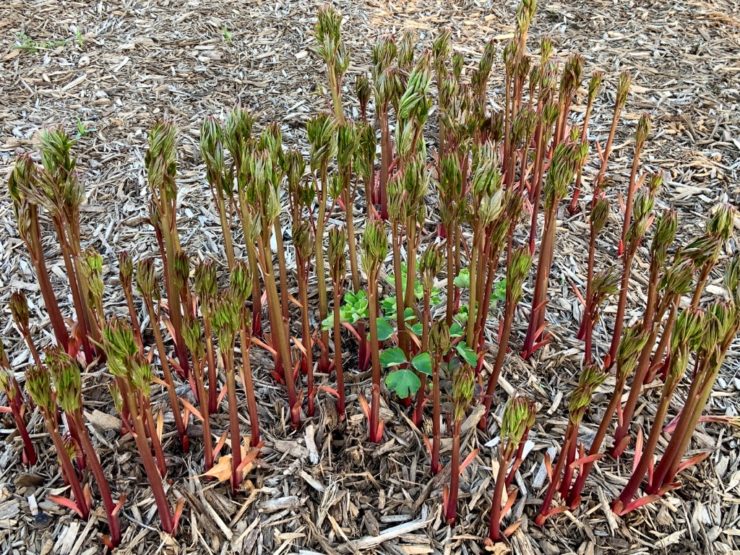 How (And When) To Plant Peonies Horticulture.co.uk