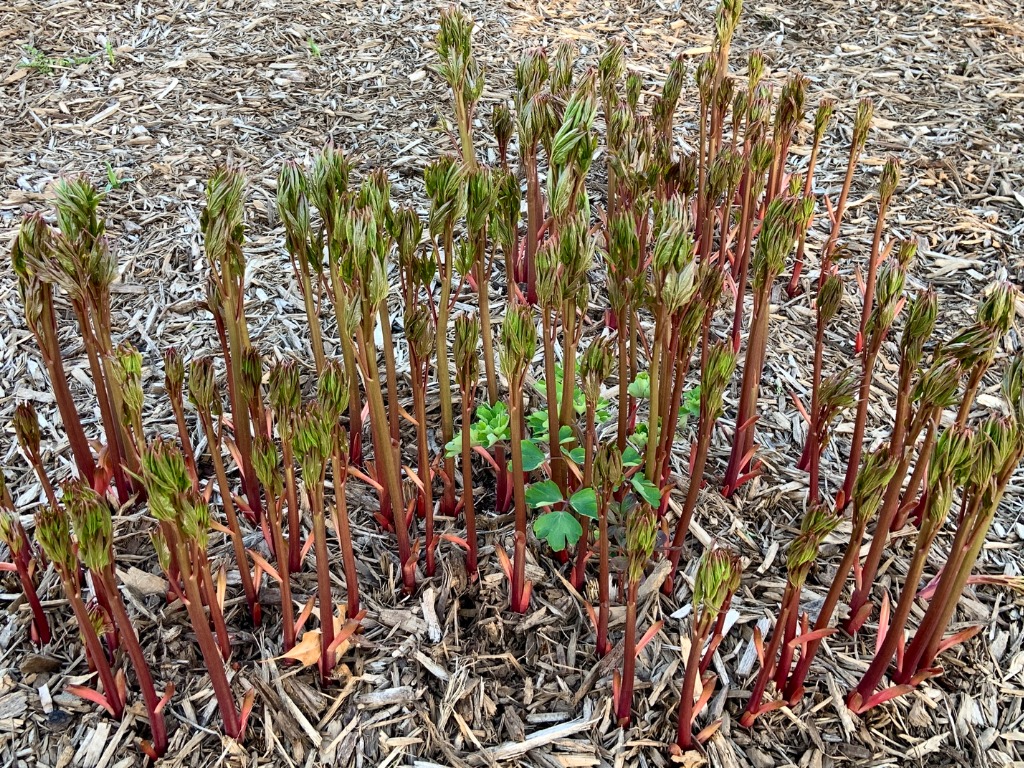 young peony plants with thick red stirs growing from a ground mulched with wood chips 