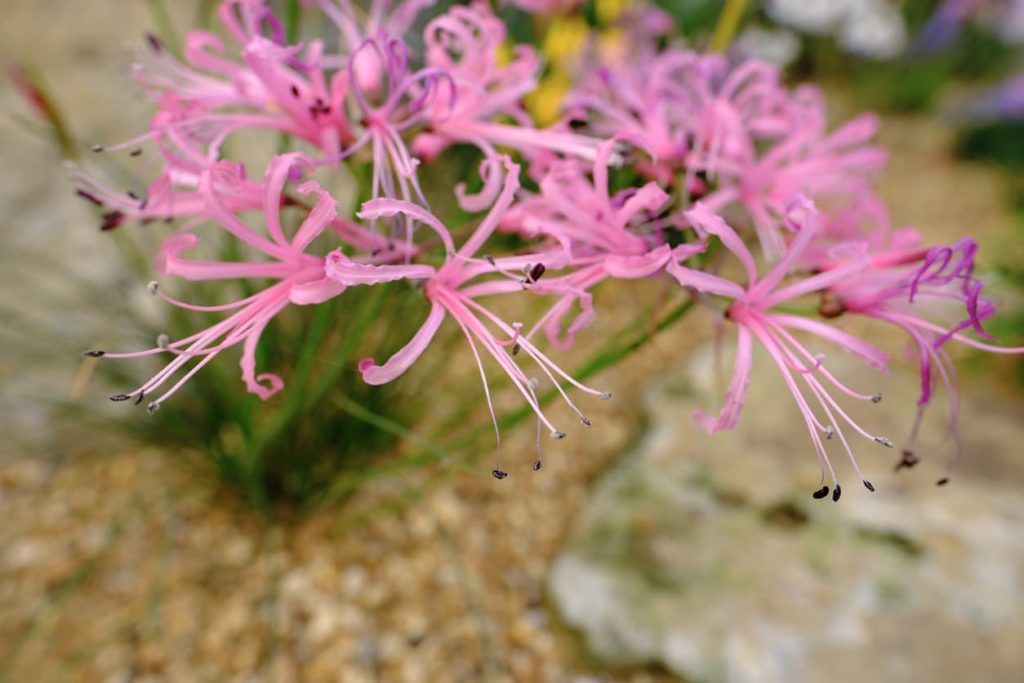 Cornish lily with pink flowers and gravel in the background