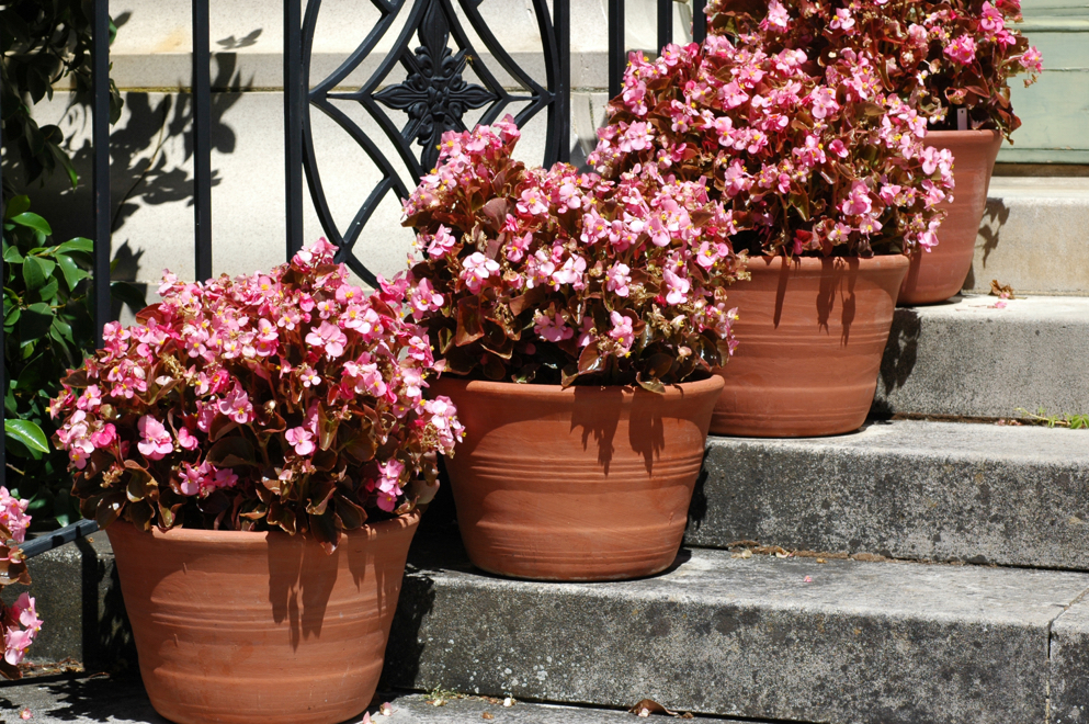 pink flowering potted begonia plants that have been placed on the edge of steps leading up to a house