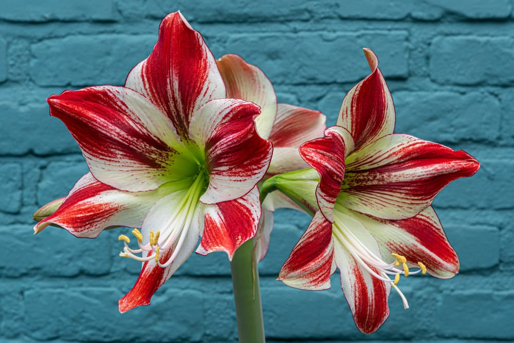 two red and white Flamenco Queen flowers