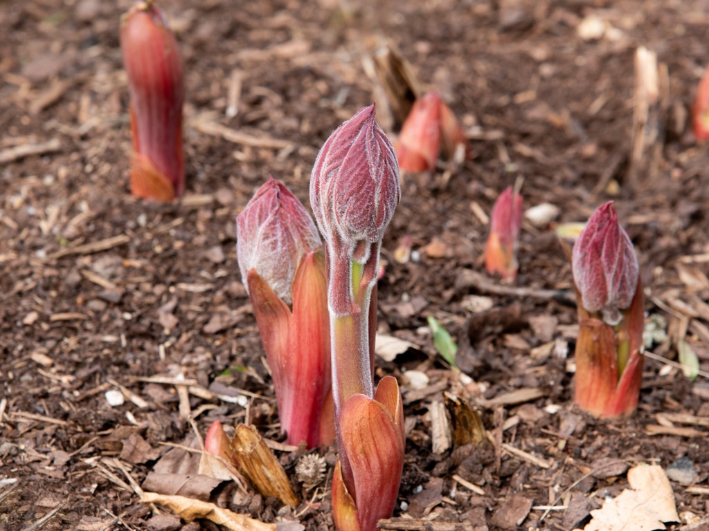 orange and red tree peonies sprouting from mulched ground outside