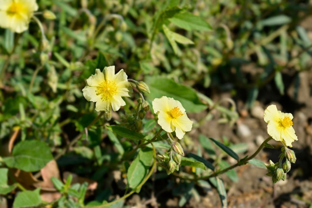 flowers of Helianthemum nummularium subsp. obscurum