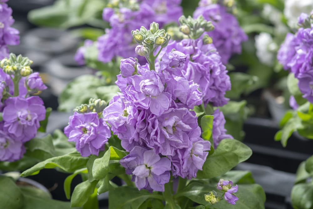 light purple flowers of Erysimum cheiri