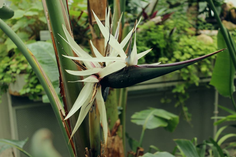 white flowering S. alba growing in a greenhouse space