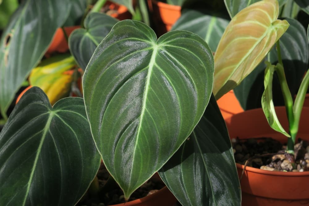 potted philodendron melanochrysum with leaves facing sunlight