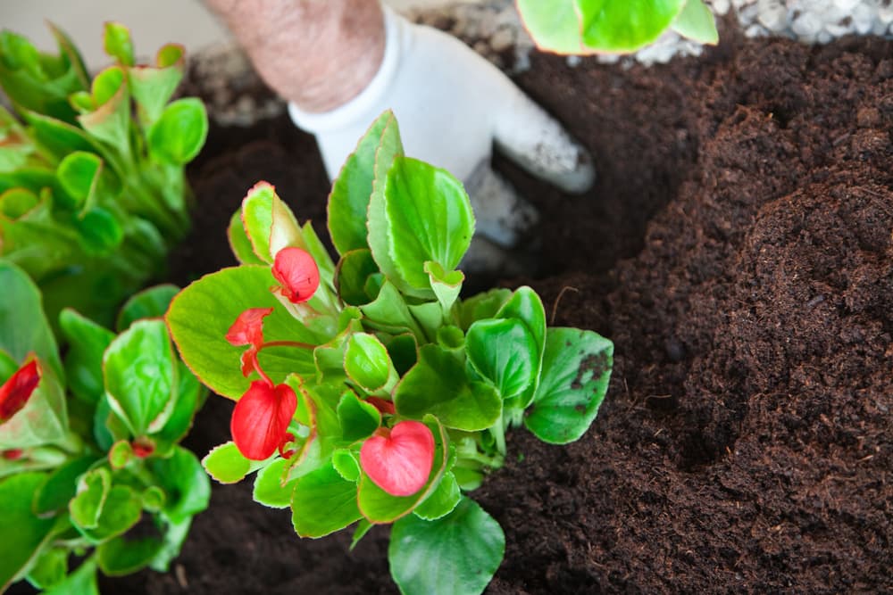 hand of a gardener making planting holes for cyclamen divisions