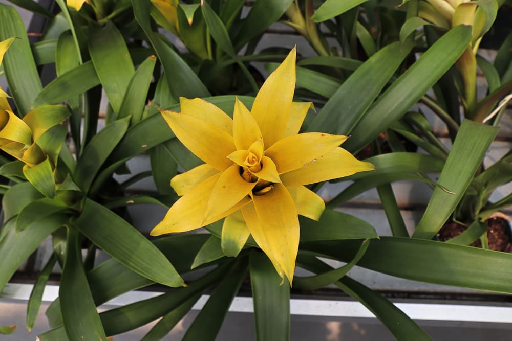 birds eye view of yellow Guzmania 'Mirador' bromeliad