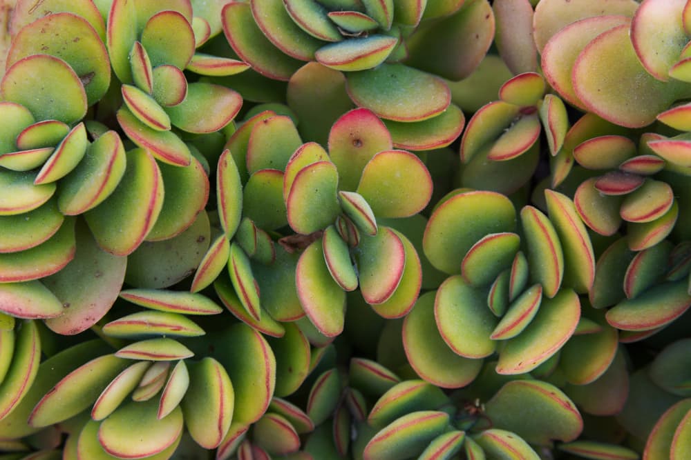 red bordered green leaves of money plant