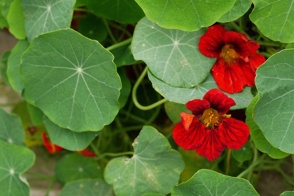 dark red flowers and lilypad foliage of ‘Empress of India’ nasturtium plant