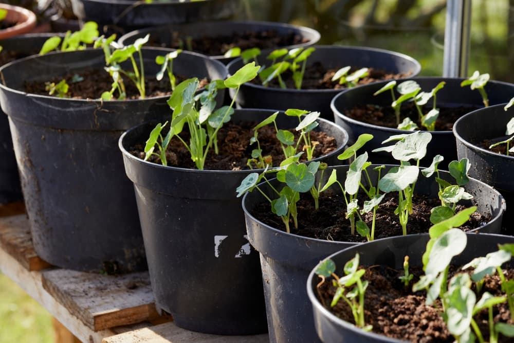 seedlings of Tropaeolum growing in black pots on a greenhouse shelf