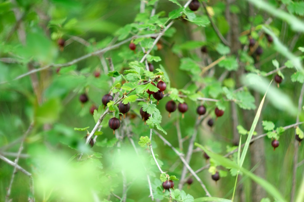 gooseberry bush growing outside bearing deep red fruits