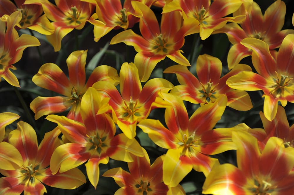lily-flowered tulips 'Ballade Dream' in colours of orange and yellow