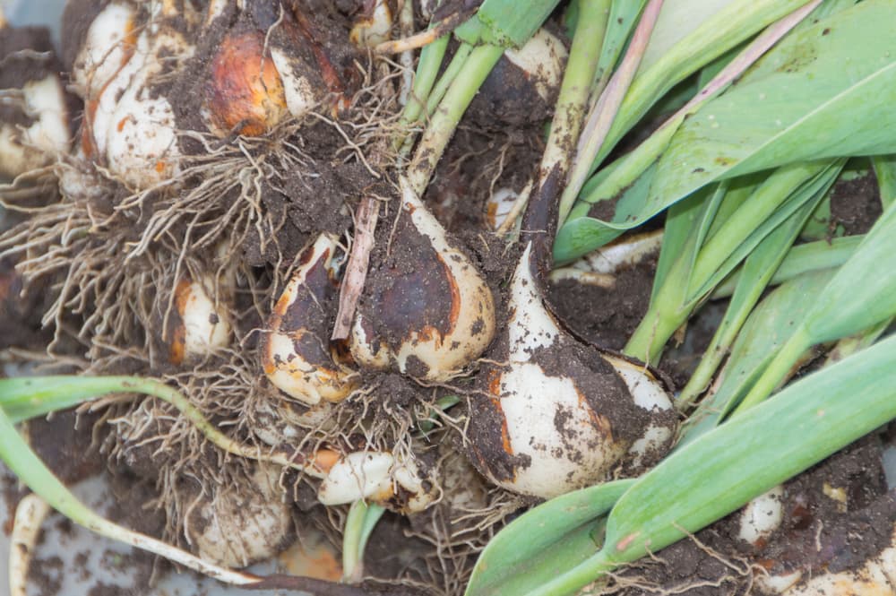 many tulip bulbs dug up from the ground in a large clump with soil coverings