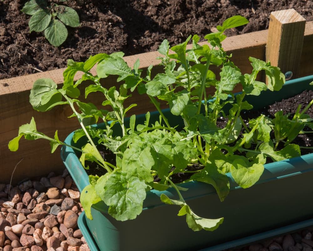 Eruca sativa growing in a long rectangular runner planter with raised beds visible in the background