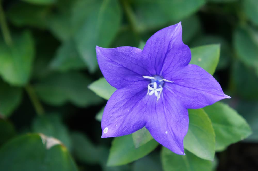 single purple flower of Mariesii Balloon Flower