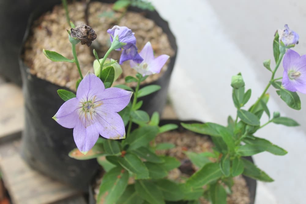 seedlings of Platycodon grandiflorus growing from large plant pots