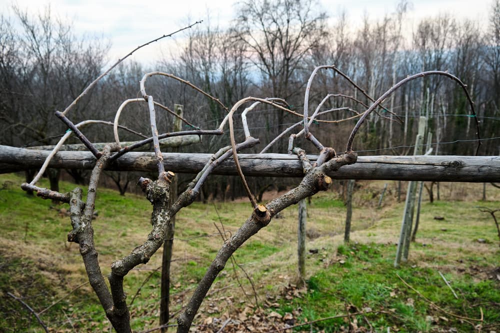 Actinidia deliciosa shown in winter, that has been pruned and trained to a timber support structure