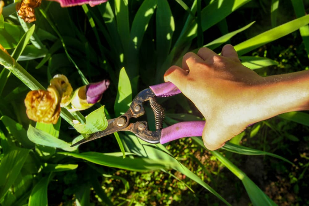 hand with purple secateurs shown pruning and deadheading wilting iris germanica