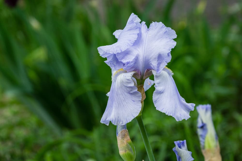 bearded iris flower in bloom with light blue colouring