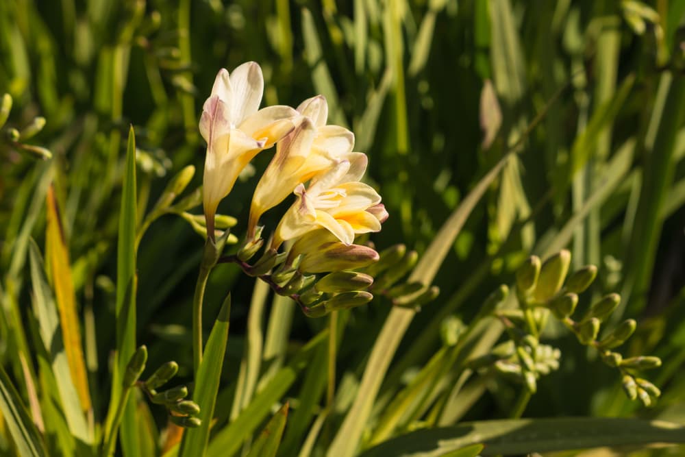 yellow freesia in bloom with long spiky foliage in the background