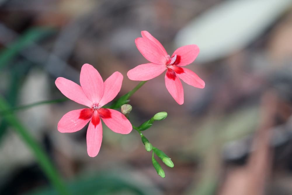 red and pink flowers of a Freesia laxa in focus with blurred background