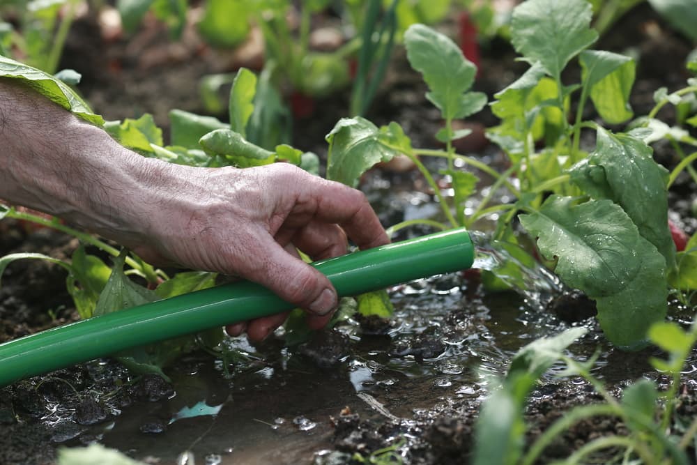 a green hose being used to water radish plants in open ground