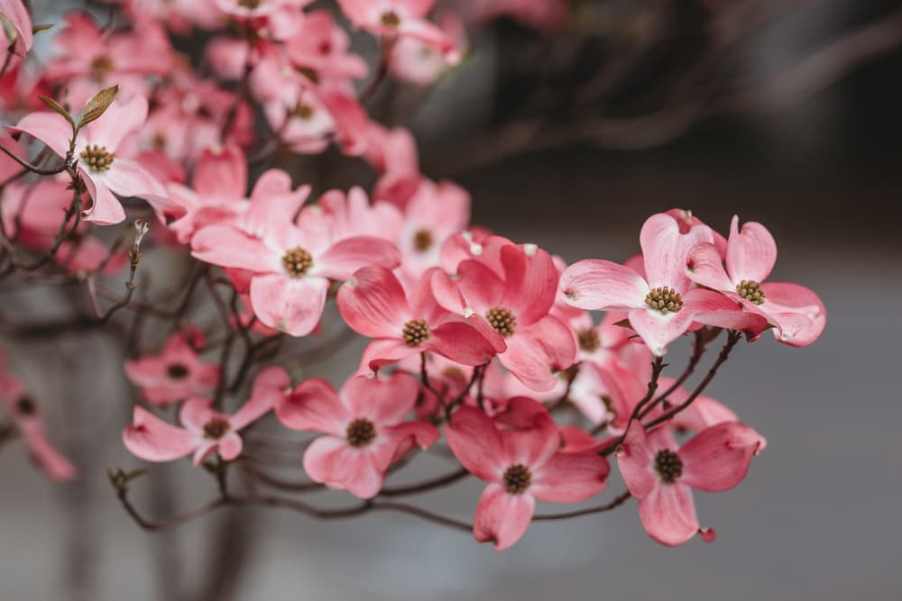 cornus florida 'sunset' with hanging pink flowers