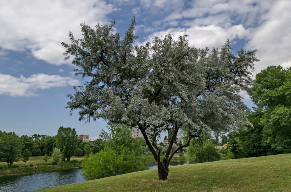 Salix alba growing next to a riverbank in a park area