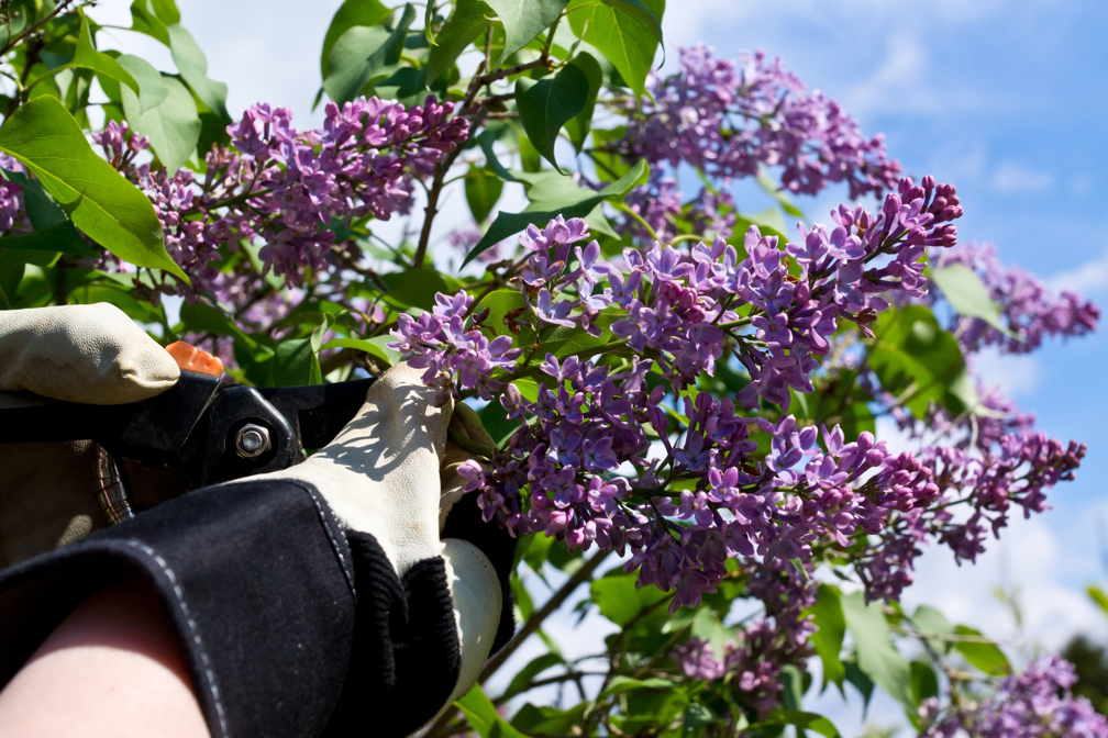 gardener using secateurs to cut the stem of purple lilac flowers growing outside with a blue sky in the background