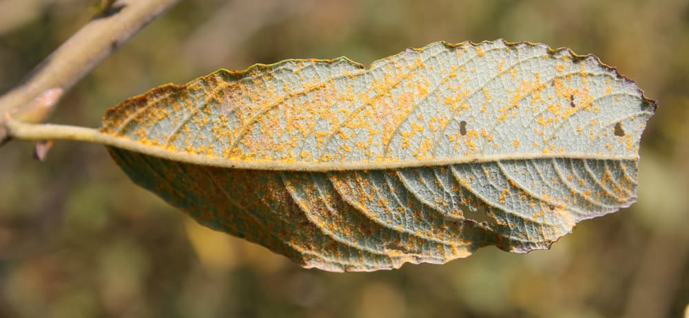 magnified view of a willow leaf affected by rust