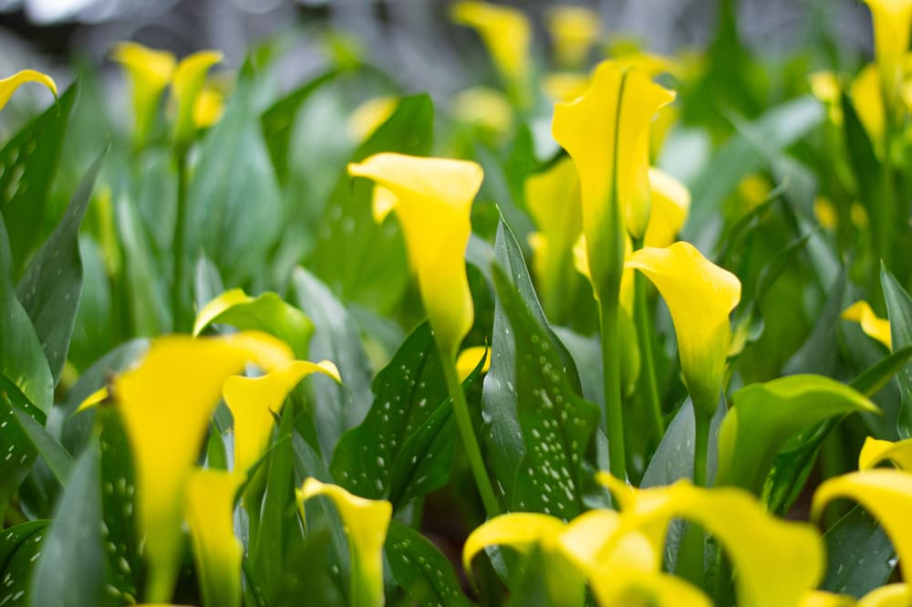 bright yellow flowers of zantedeschia in the garden with speckled foliage