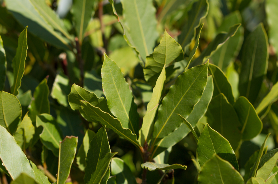 a close-up of the green leaves from a bay tree shrub growing outdoors