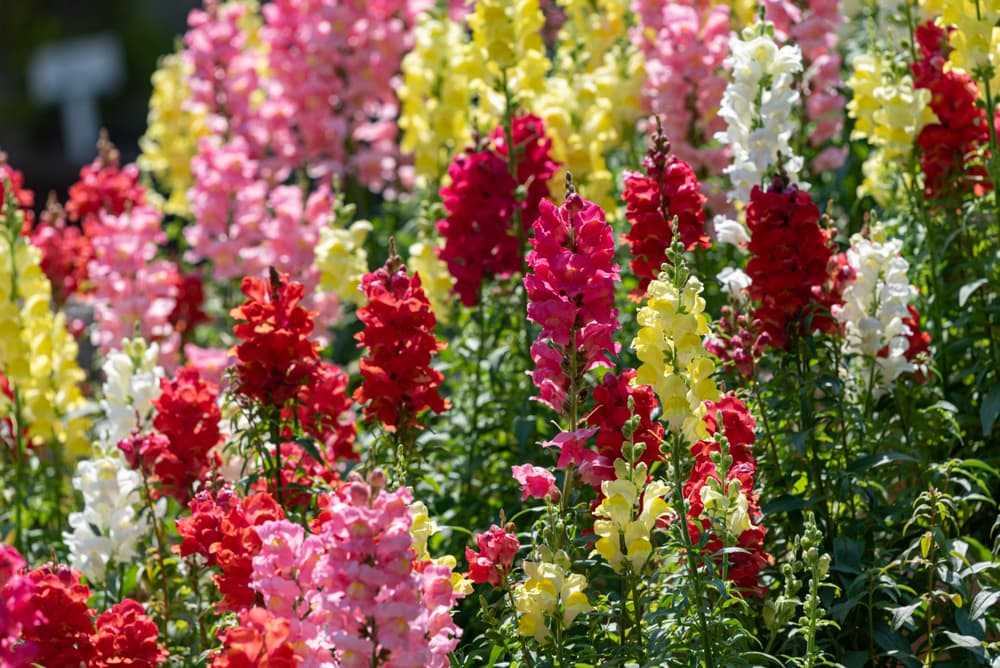 Antirrhinum Rocket mix with upright flowers in pink, red, yellow and white