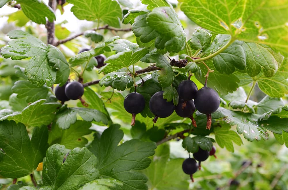 fruits of jostaberry - a hybrid between black currant and gooseberry