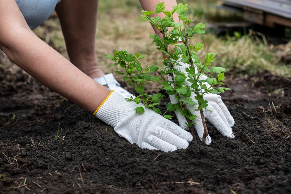 transplanting a very young gooseberry plant into fresh garden soil