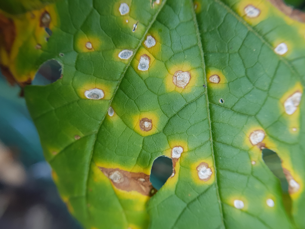 close-up of the yellowy-brown spots on the leaf of a plant affected by leaf spot disease