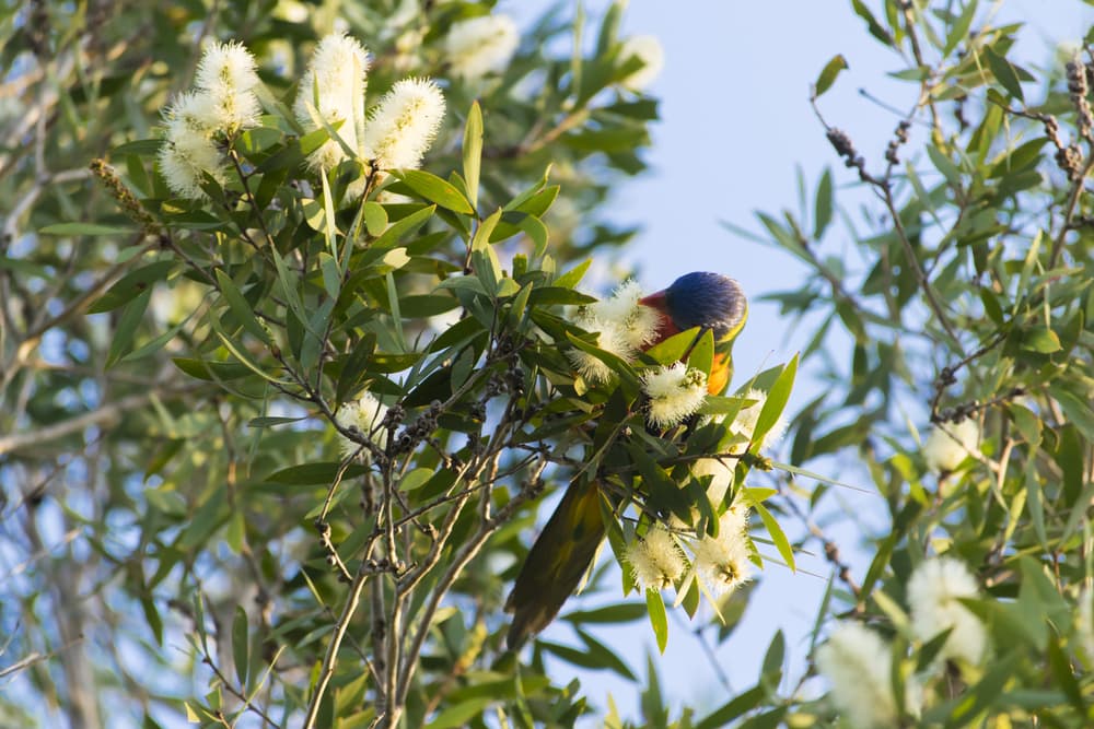 lorikeet sat on the branches of Callistemon salignus