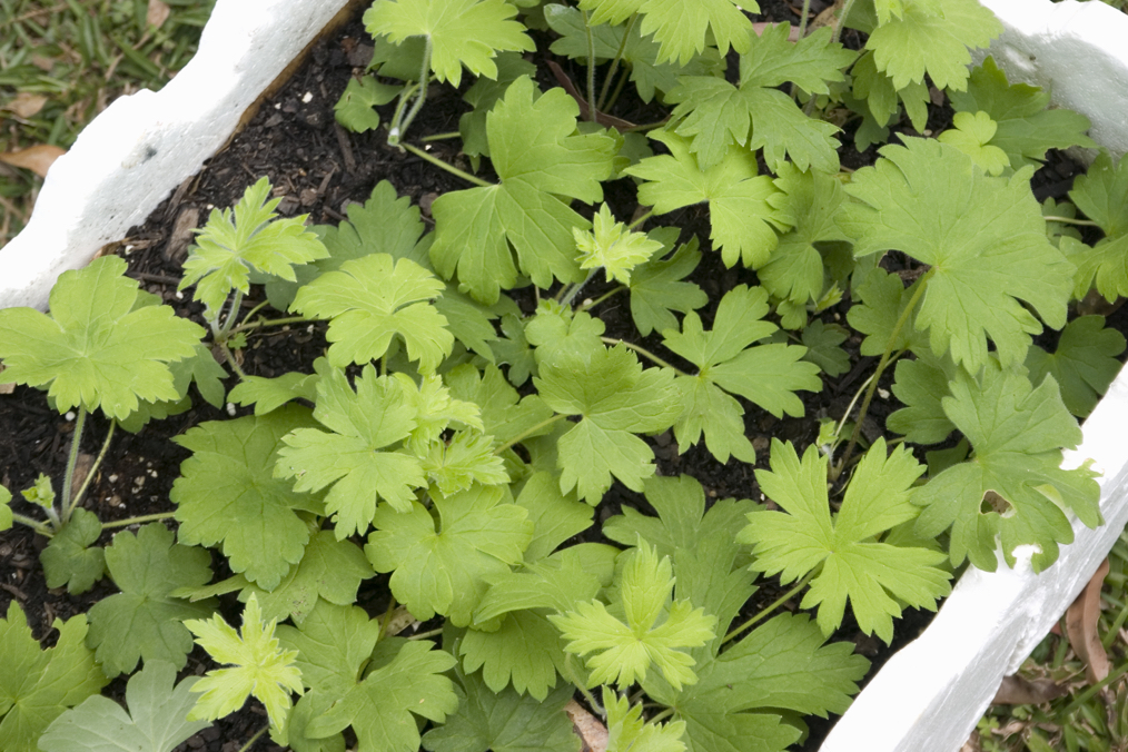 young delphinium seedlings growing in a container outside 