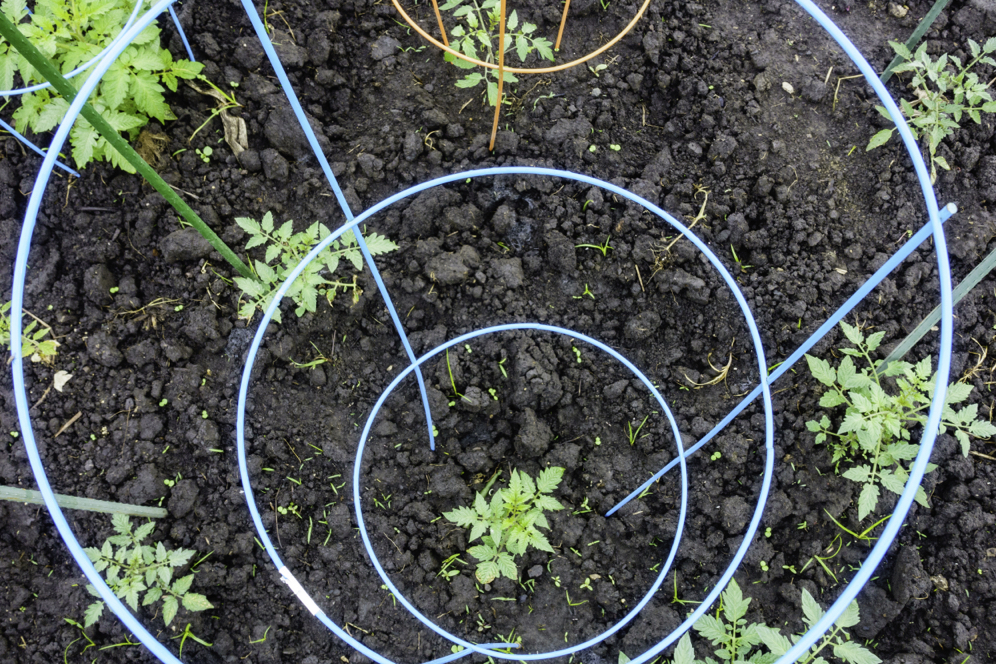 cage support made of wire for growing plants mounted around a seedling growing in soil