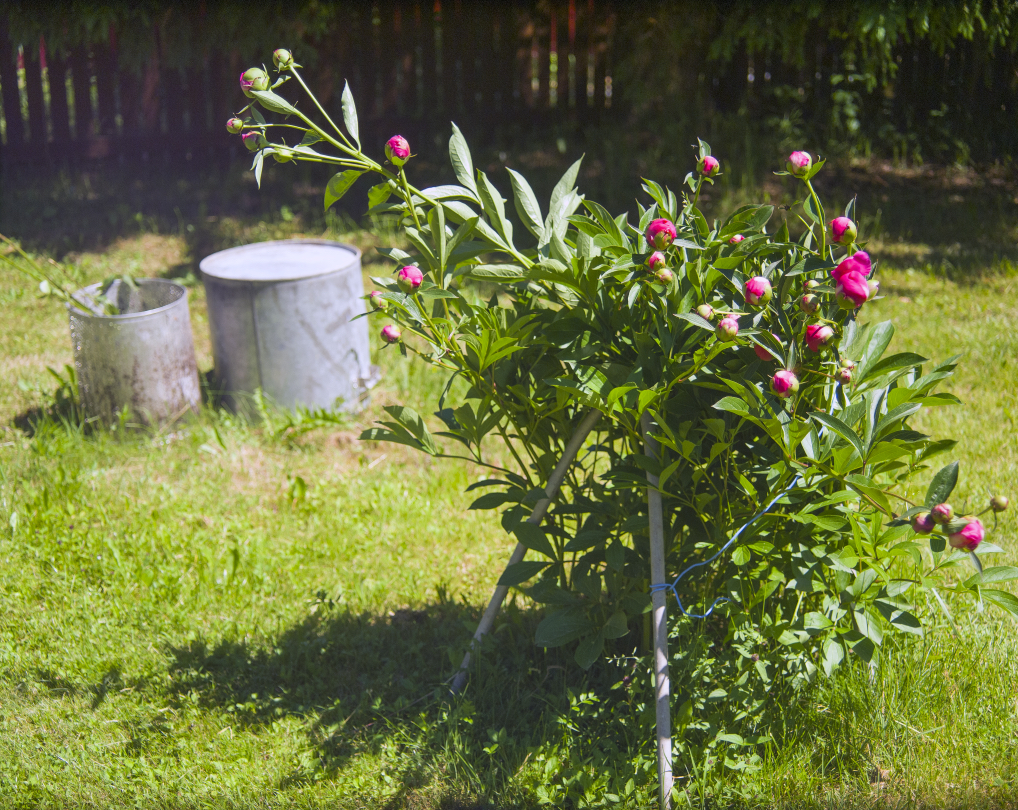 small peony shrub with pink blooms that have yet to flower growing with mental supports at the base on a lawn outside