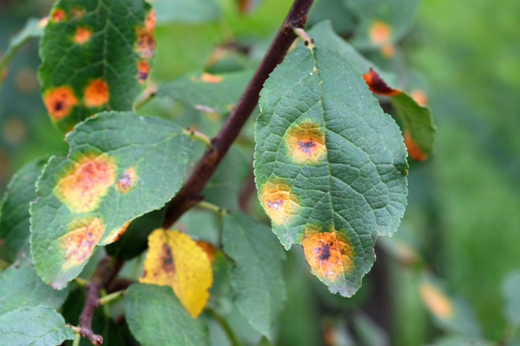 yellowy-brown spots on leaves that have been affected by leaf rust 