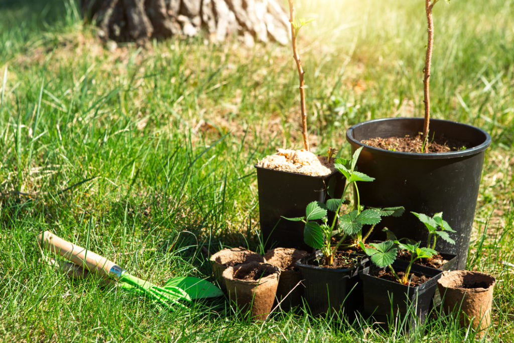 potted fruit plants in different shapes and sizes growing on a lawn outside with garden tools on the ground next to them