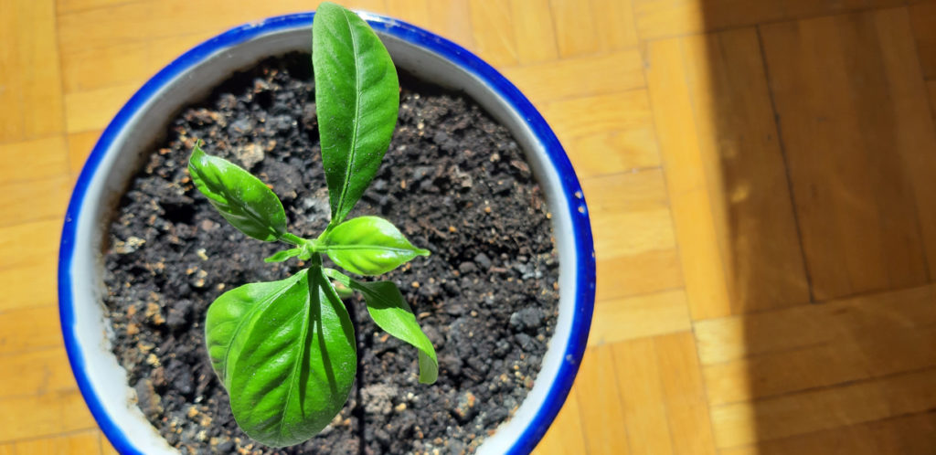 tree seedling growing in a container on a table inside