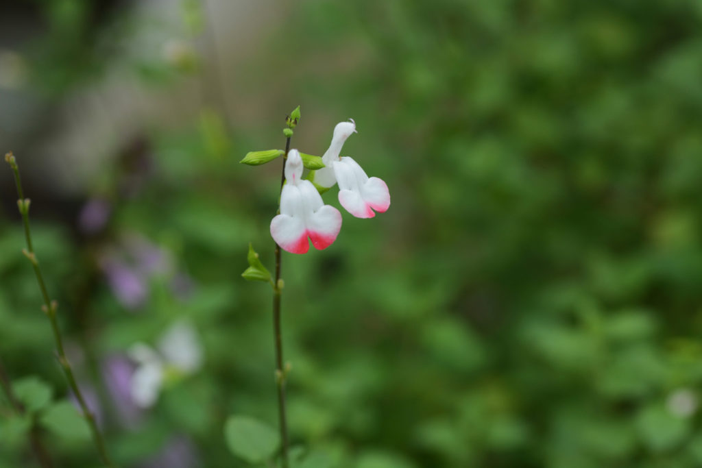 close-up of the flowers of a salvia 'hot lips' plant with white petals that are tinged with pink growing on a tall stem