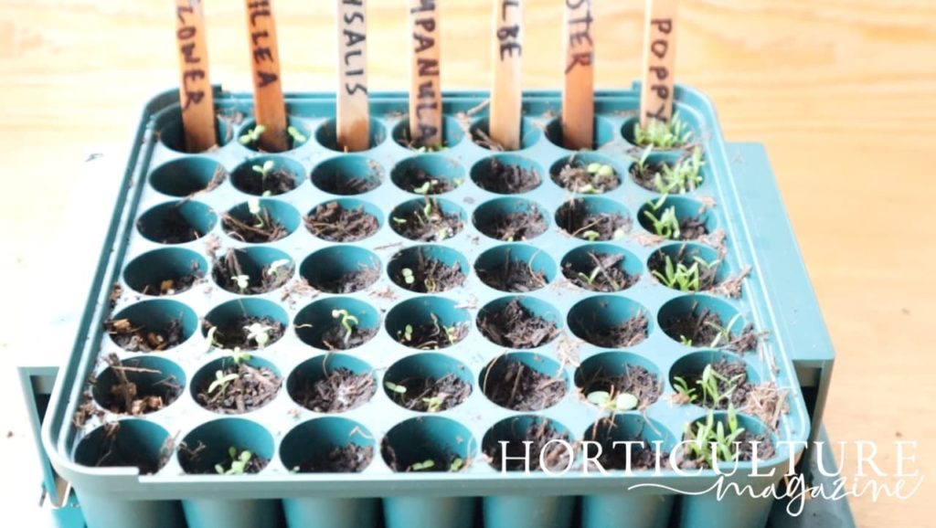 seedlings in a sowing tray including achillea, cornflower, poppy and campanula
