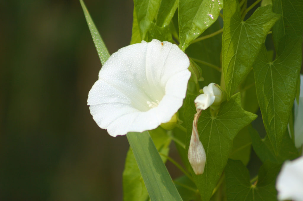 close-up of a white flower growing from an ipomoea alba plant with another wilted flower